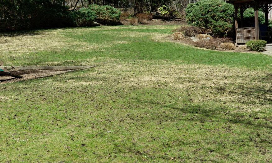 A lush green lawn with a gazebo in the background.