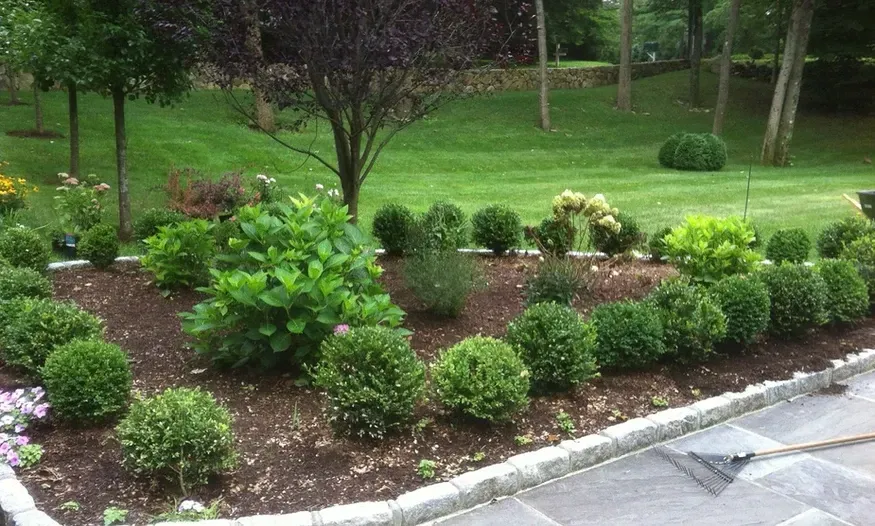 A lush green garden with lots of bushes and trees