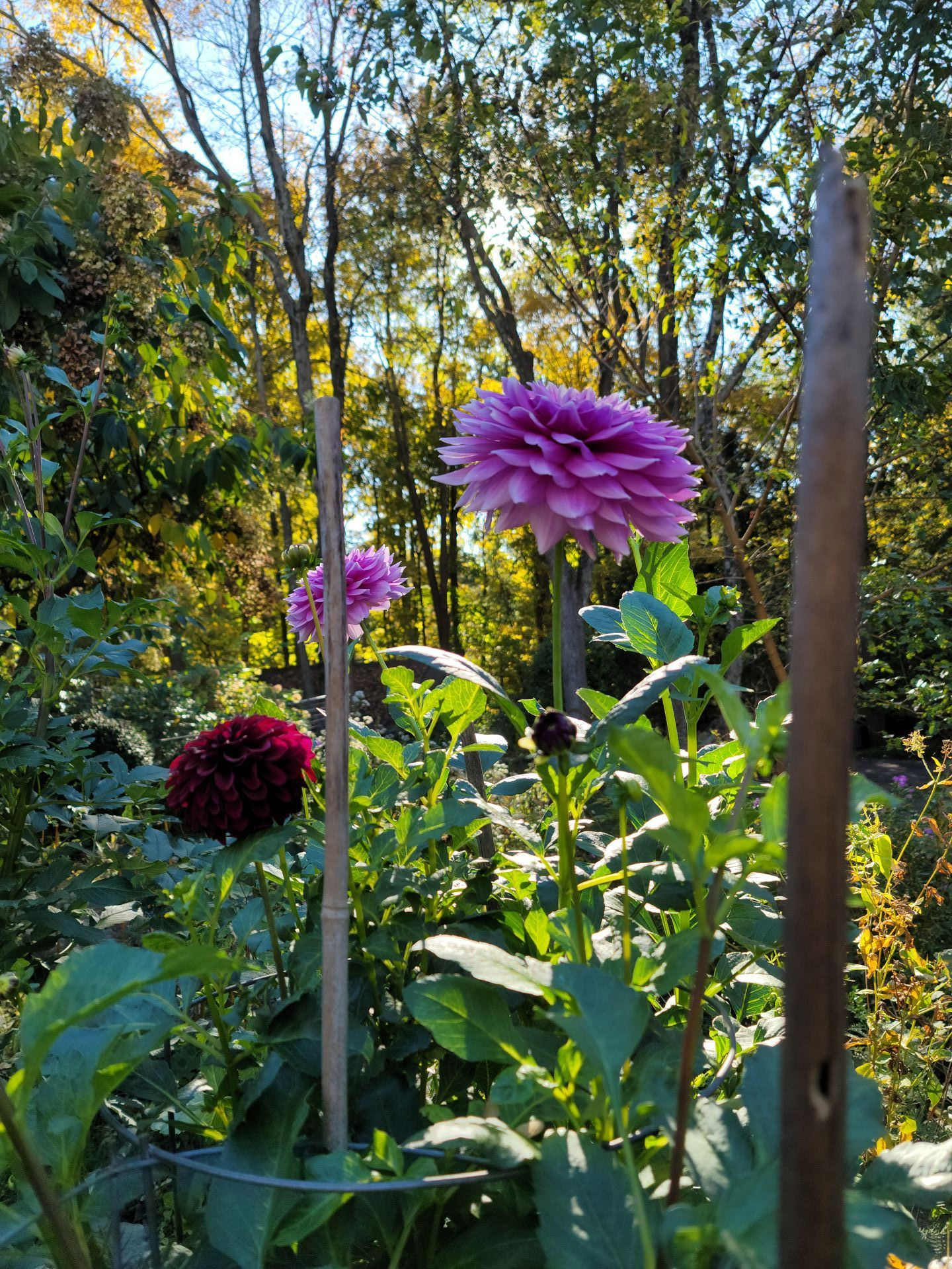 A bunch of purple flowers are growing in a garden.