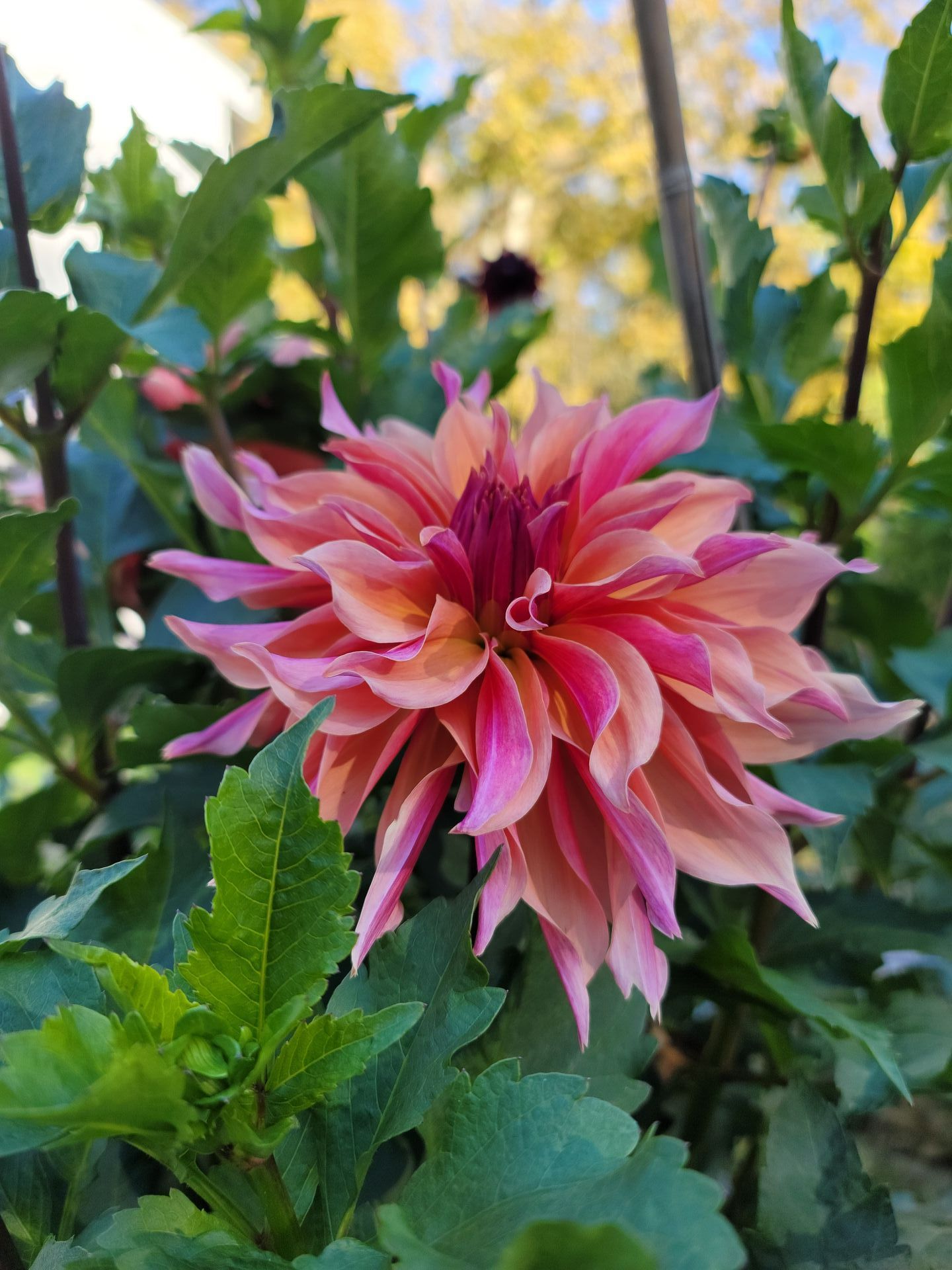 A close up of a pink and orange flower surrounded by green leaves.