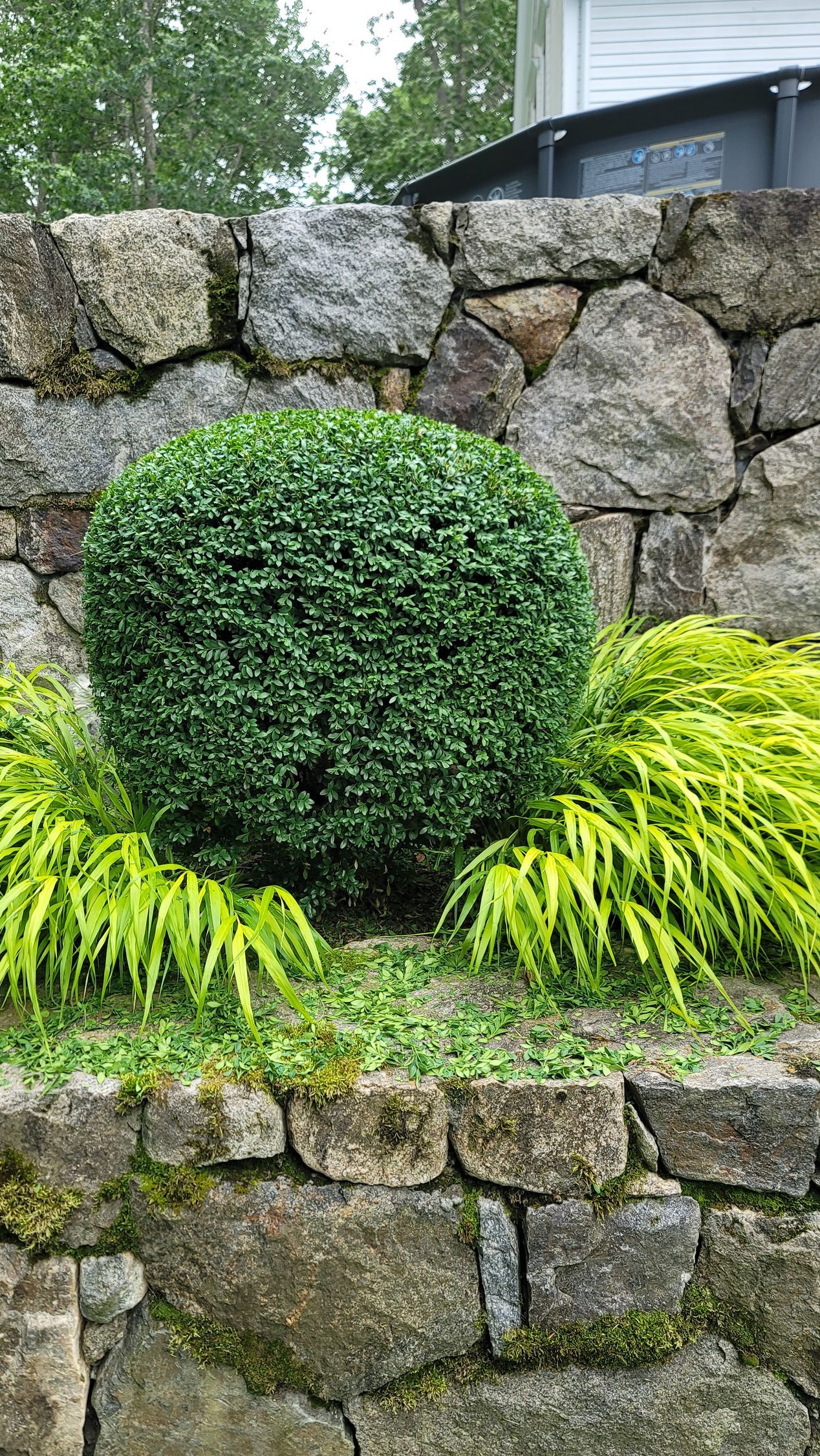 A stone wall with a bush in the middle of it.