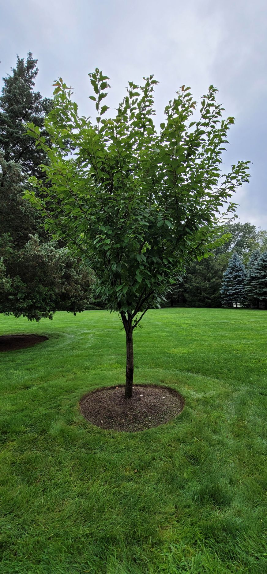 A tree in the middle of a lush green field.