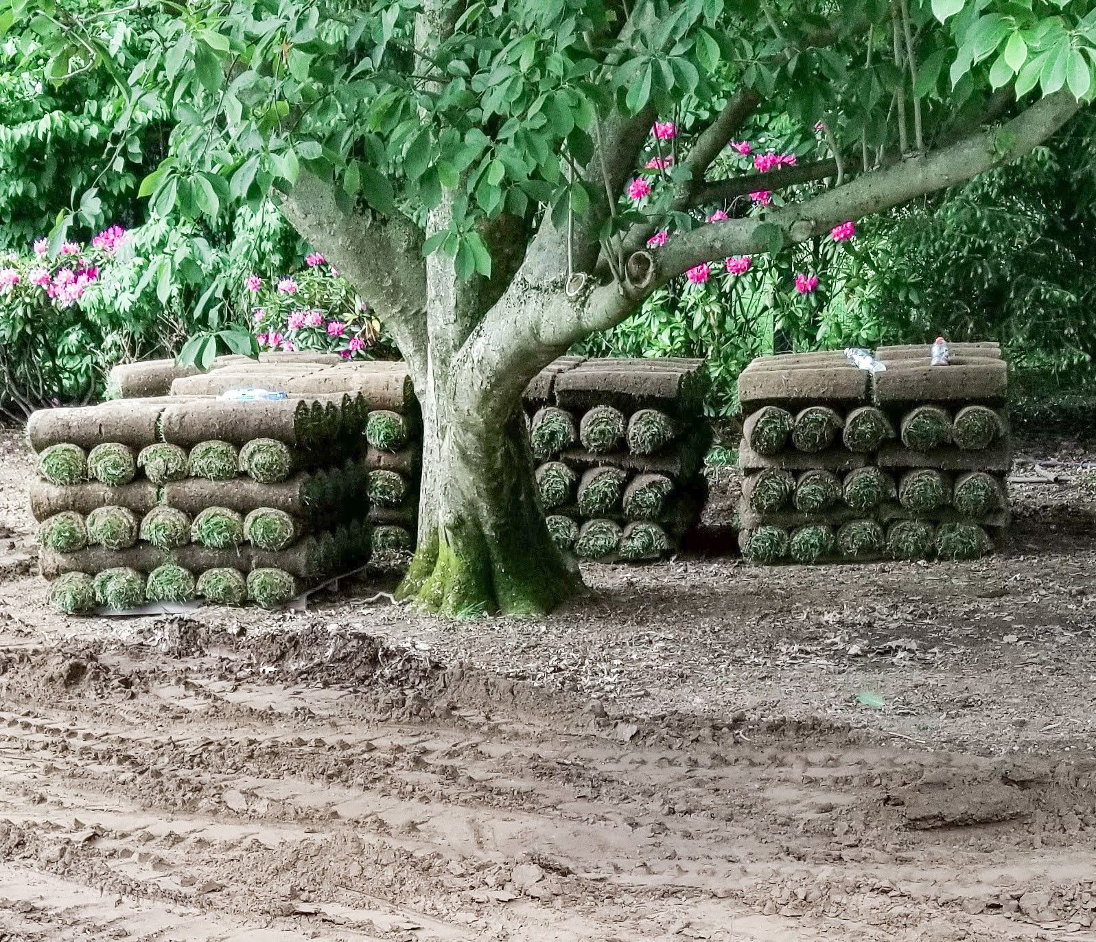 A bunch of rolls of grass are sitting under a tree.