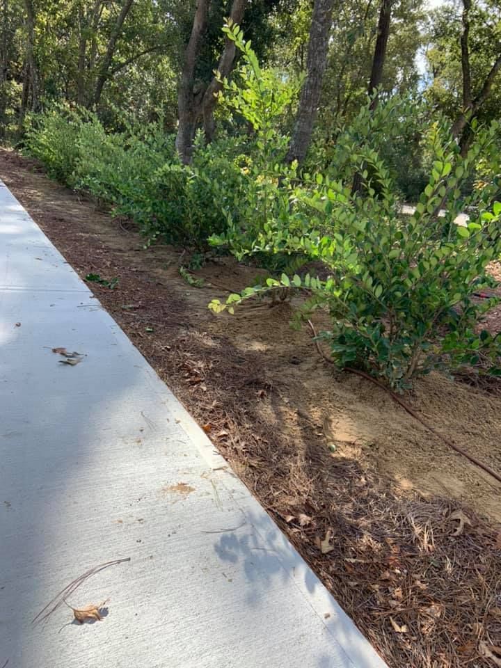 A concrete sidewalk bordered by a row of green bushes with a dirt and woodchip bed, trees in the background.
