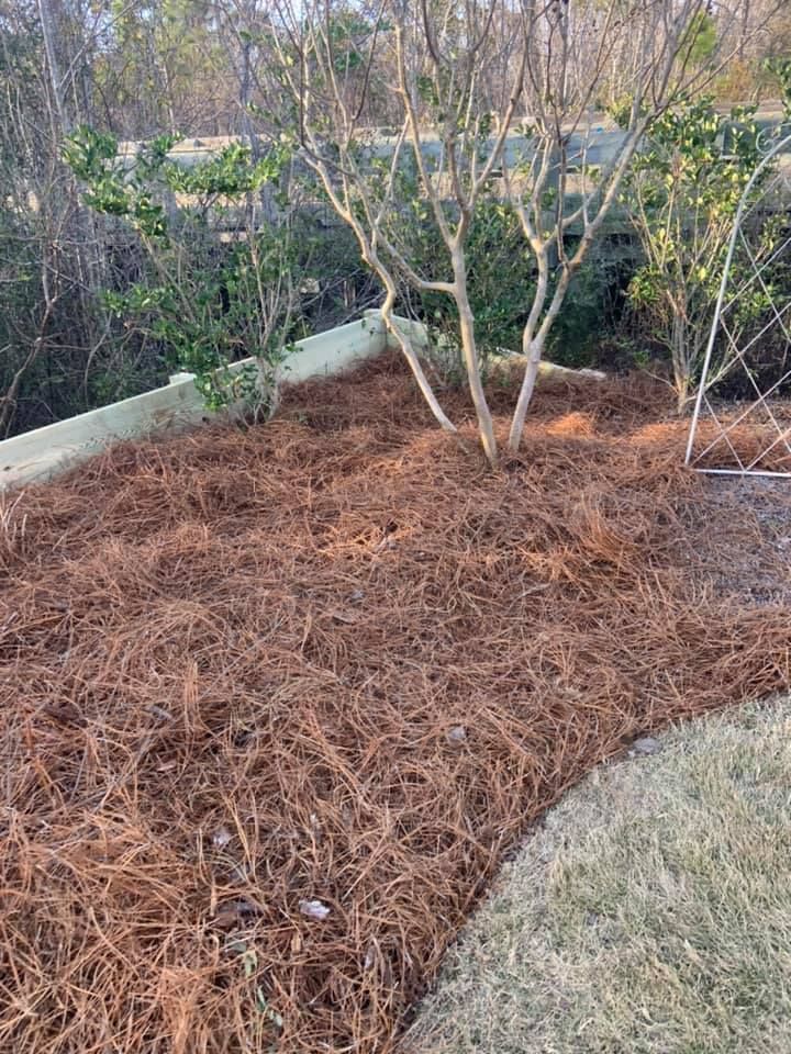 Brown pine straw mulch in a garden bed with a tree and trimmed grass border.