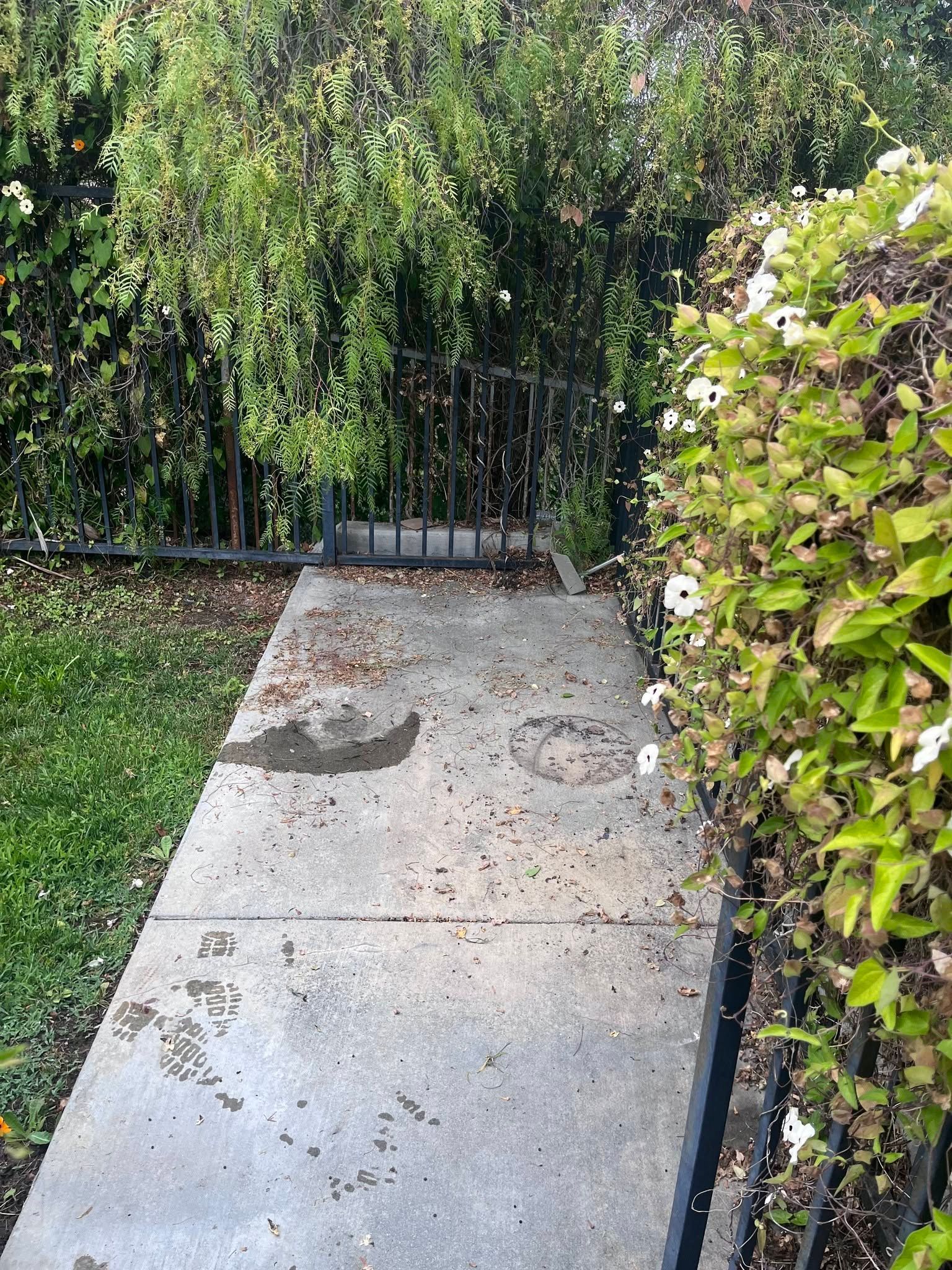 Concrete garden path leading to a metal gate, bordered by dense green hedges and flowering bushes