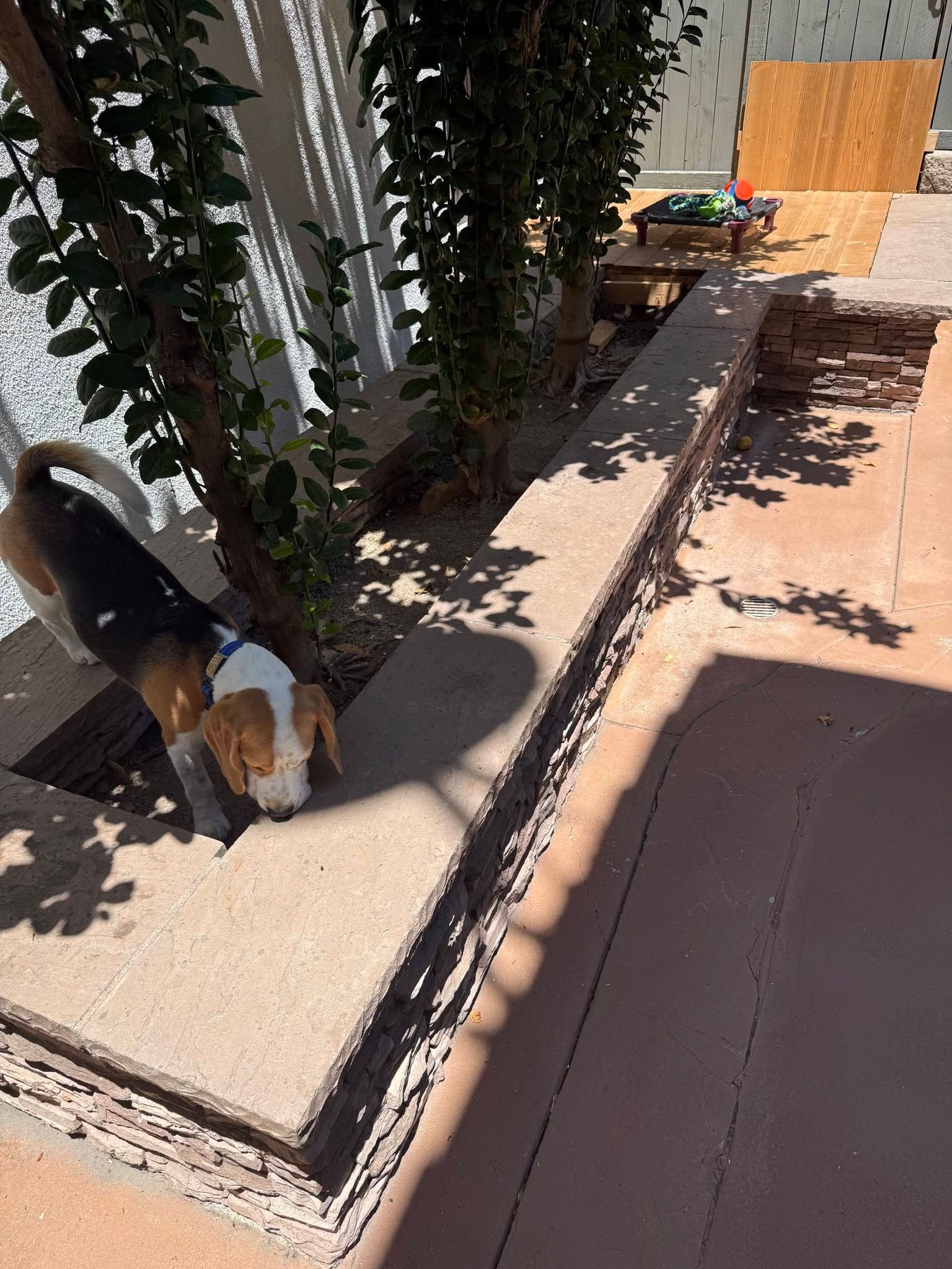Two small dogs on a sunlit patio beside a shaded wall and potted plants