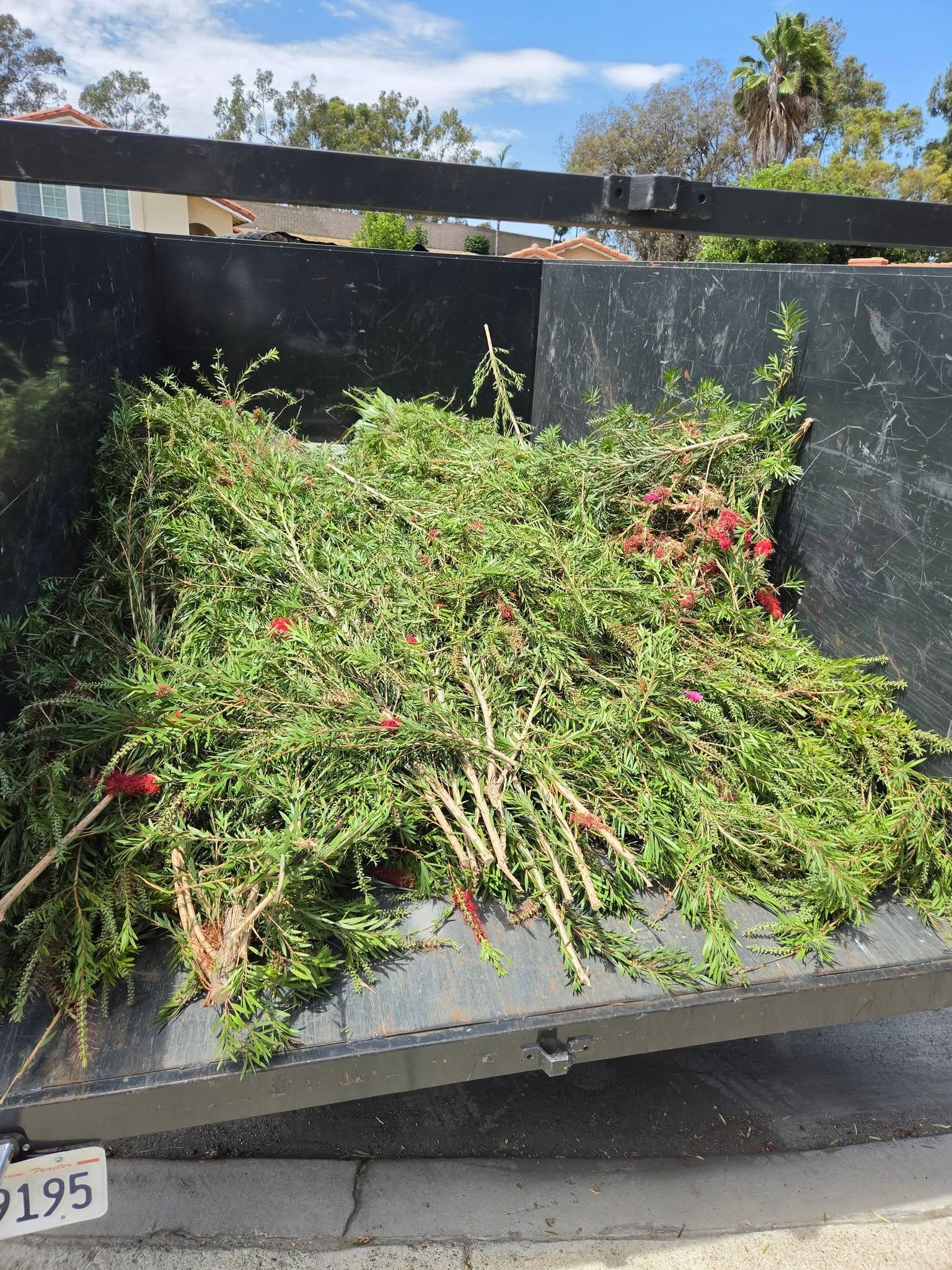 Black dumpster overflowing with green branches and red flowers outdoors under a blue sky