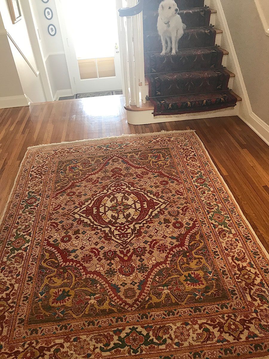 White dog on stairs above a red patterned rug on a wooden floor in a home