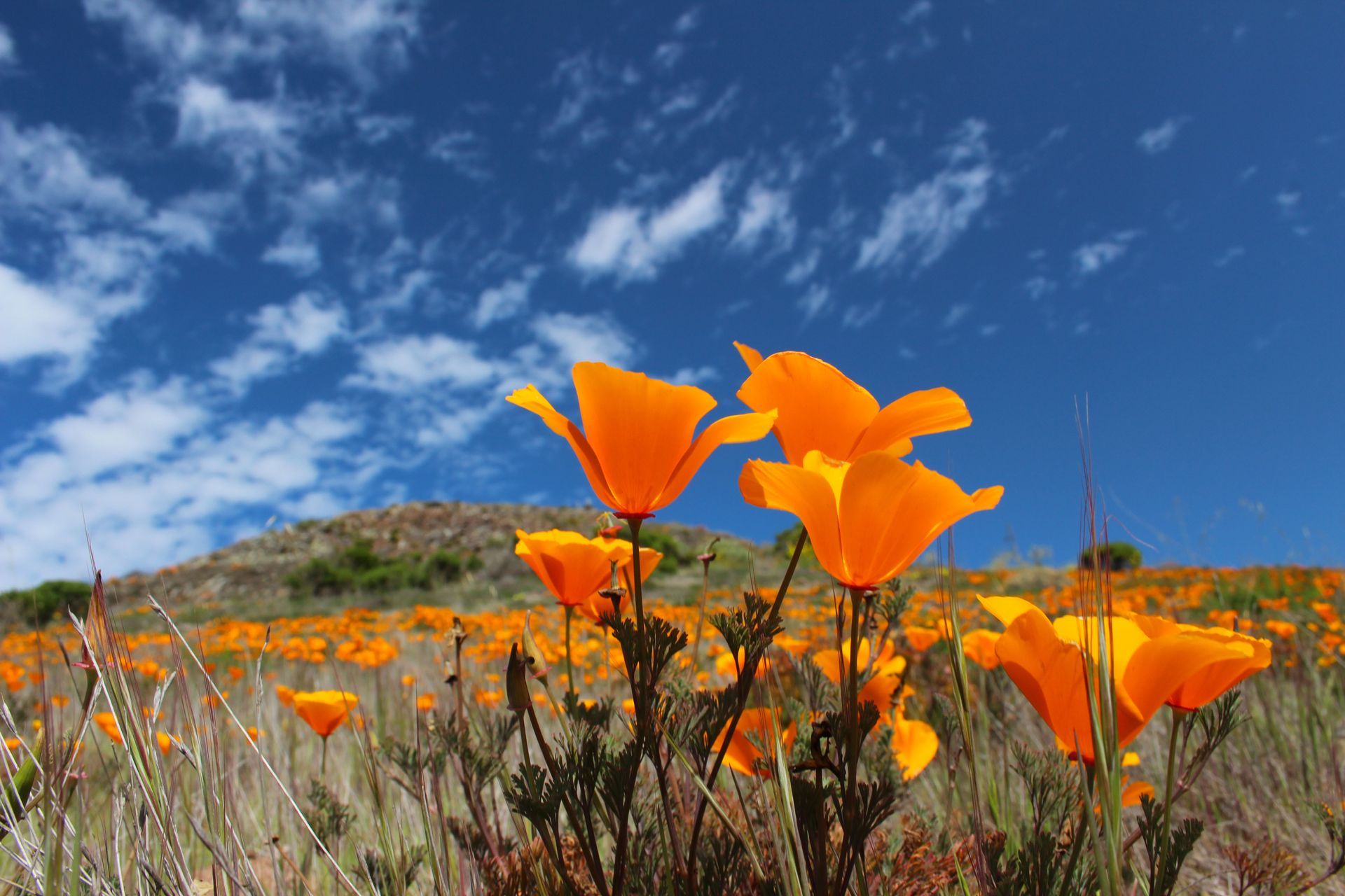 wildflowers