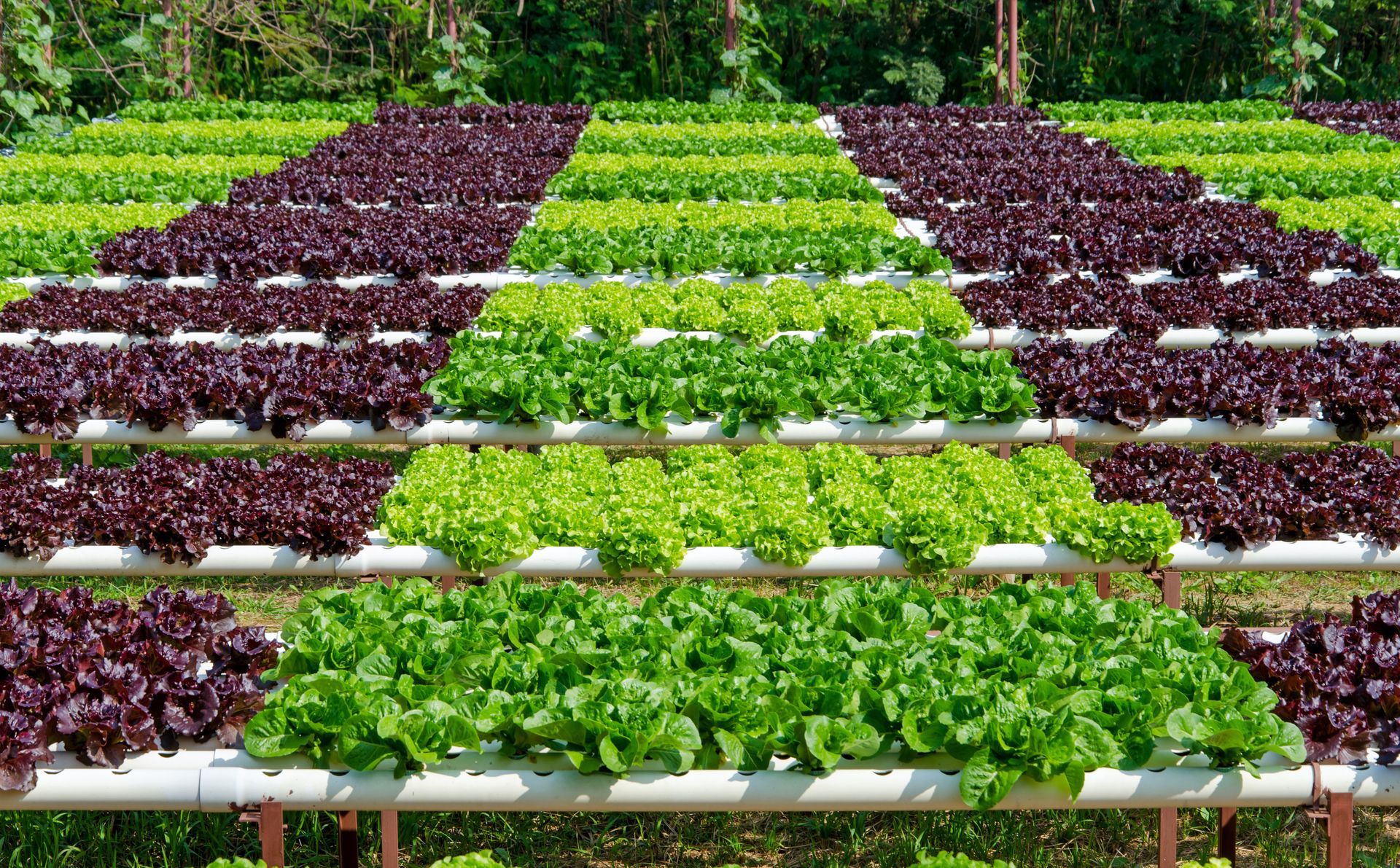 vegetable seeds