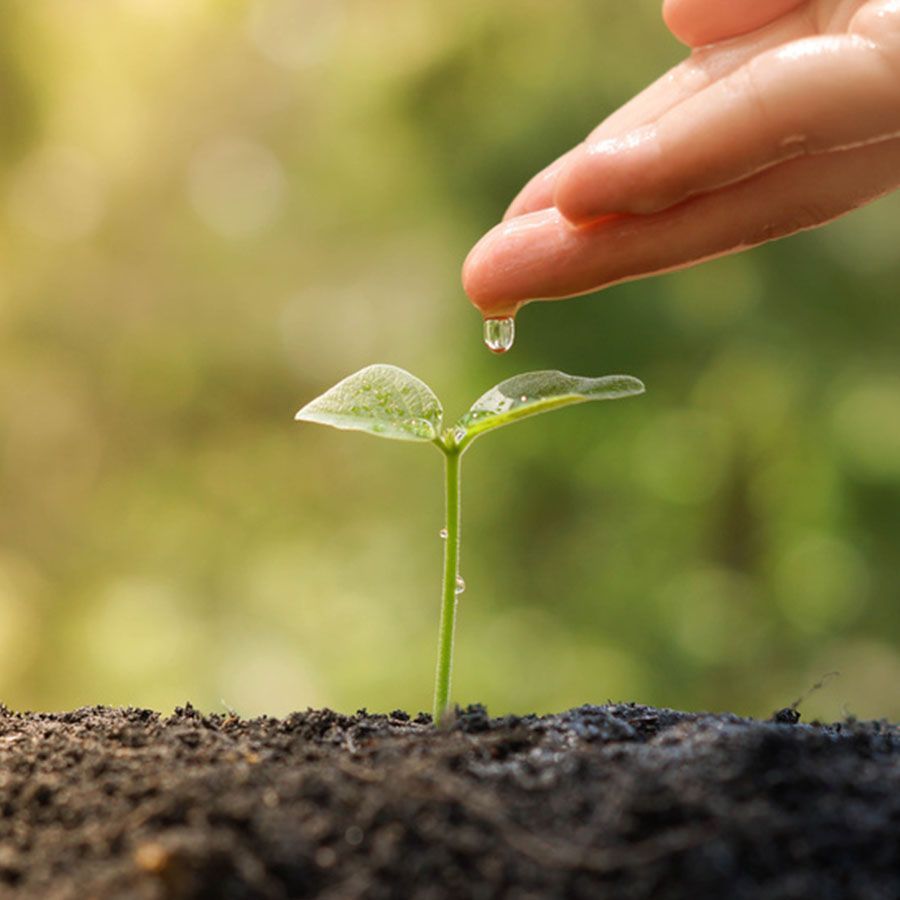 A person is watering a small plant