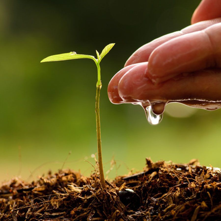 A person is carefully watering a small plant