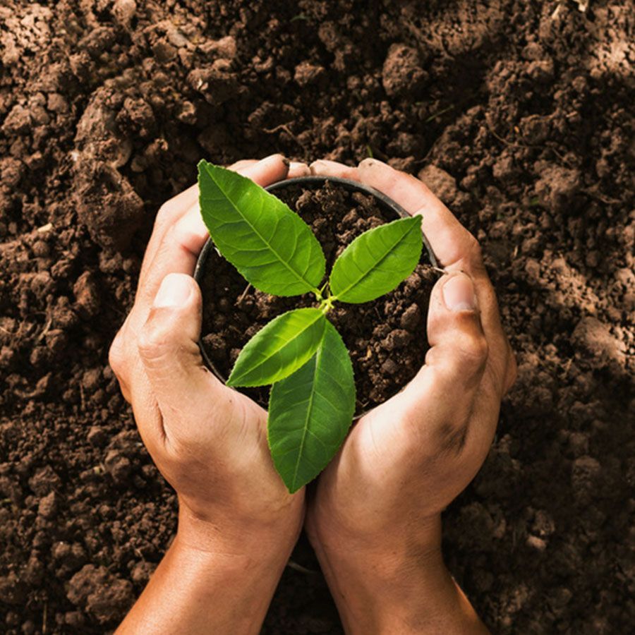 A person holding a small plant