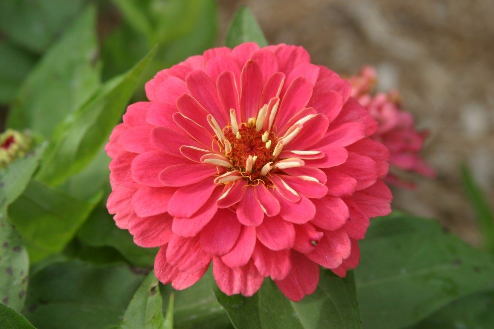 A close up of a pink flower with a yellow center surrounded by green leaves.