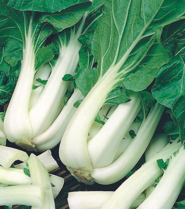 A bunch of white vegetables with green leaves