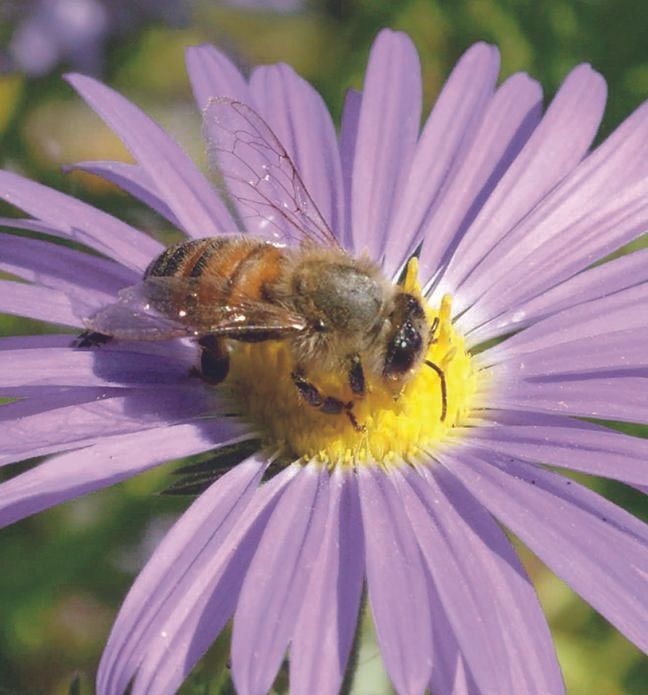 A bee is sitting on a purple flower with a yellow center