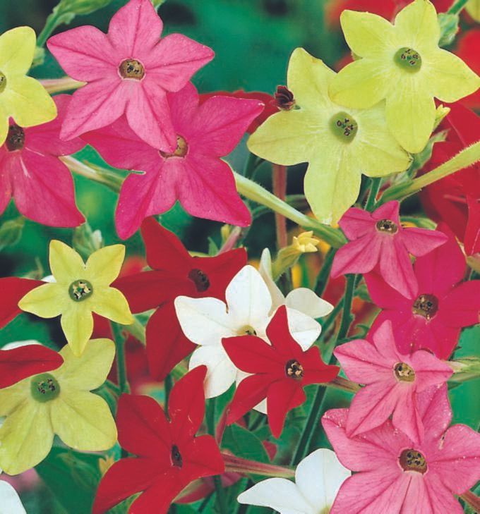 A bunch of different colored flowers with green centers