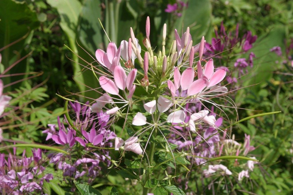 A close up of a pink and purple flower in a garden.