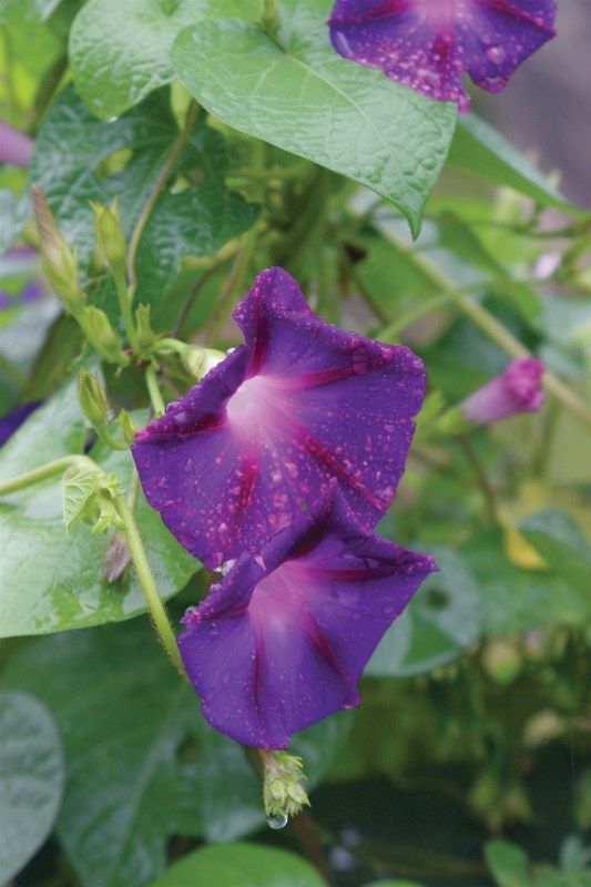 A close up of a purple flower with water drops on it.
