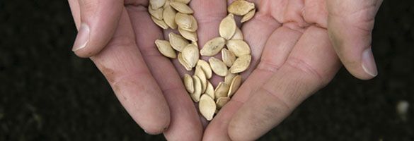 A person is holding a bunch of pumpkin seeds in their hands
