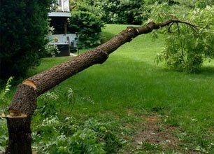 Tree Removal