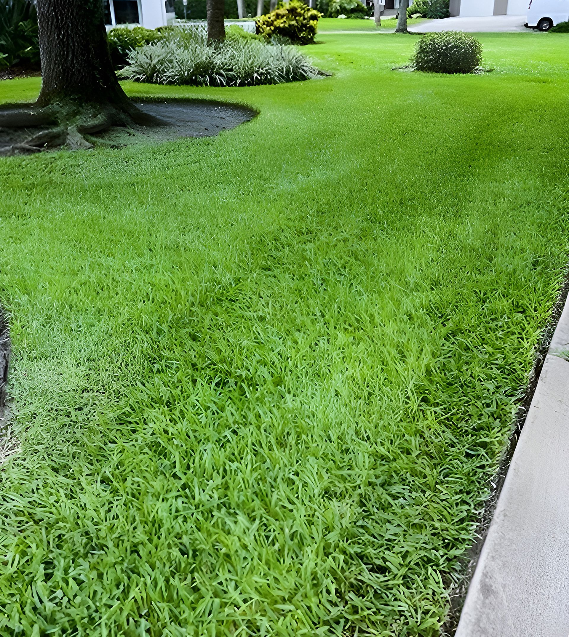Lush green lawn with a tree trunk in the corner, some plants in the background, and a sidewalk edge.