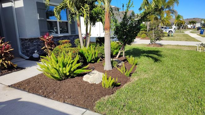 Front yard landscaping with plants, mulch, and a palm tree, next to a house with a blue sky in the background.