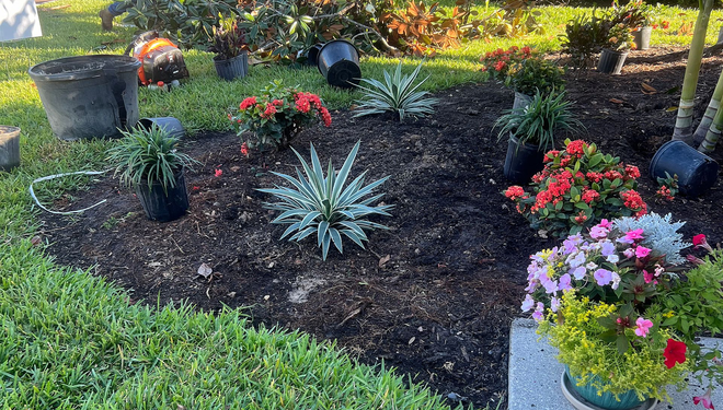 A garden bed with various flowering plants in front of green grass. Mulch and pots are visible.