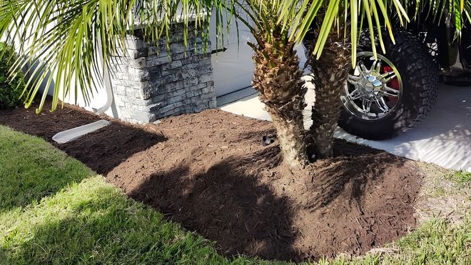 Brown mulch surrounds a palm tree, next to a sidewalk and a vehicle's tire.