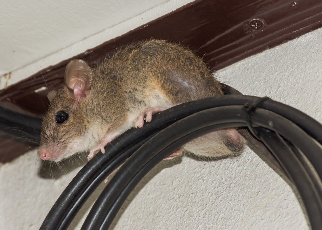 A mouse is sitting on top of a cable on a wall.