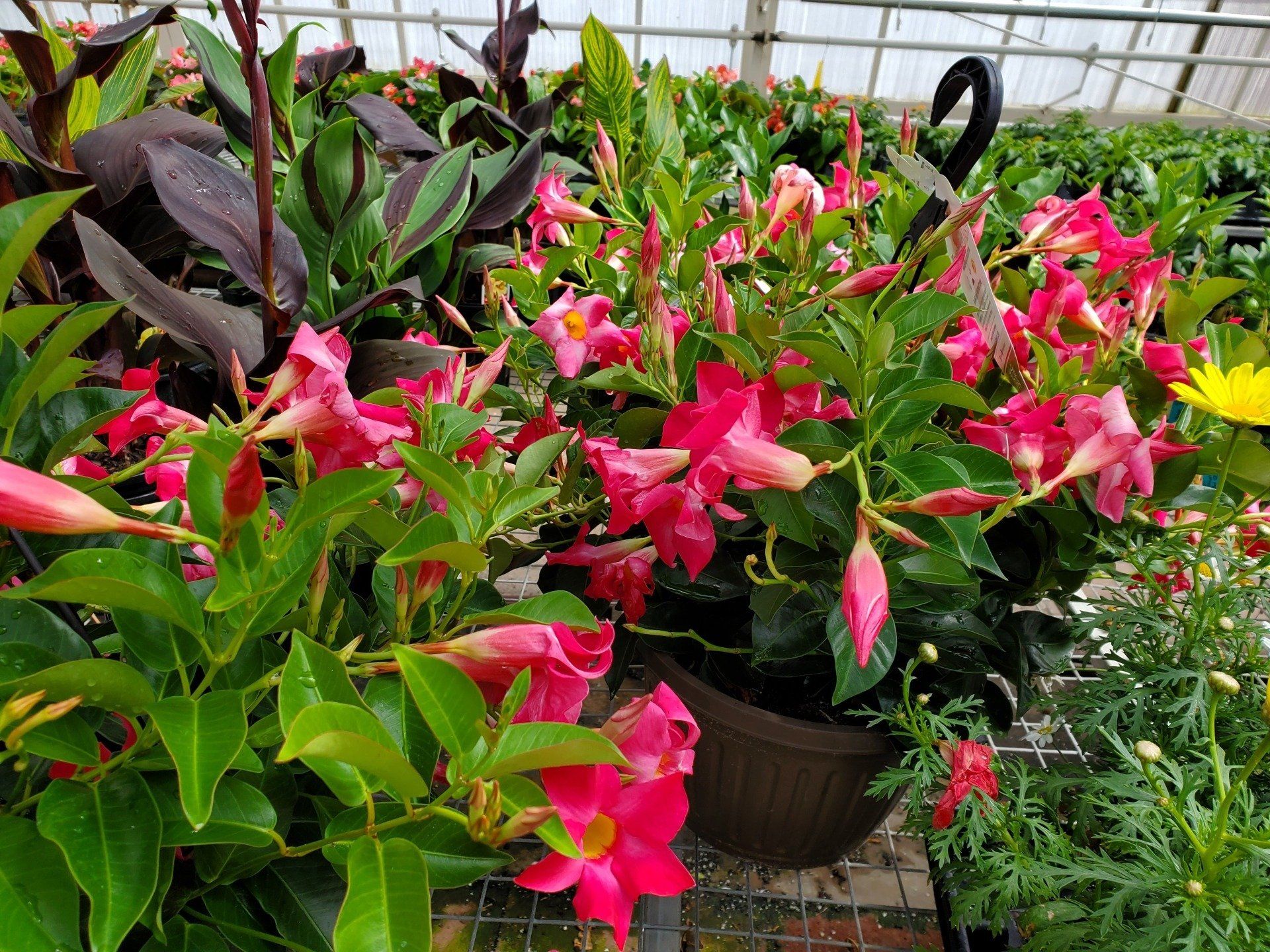 Bell Nurseries Inc Greenhouse North Haven, CT