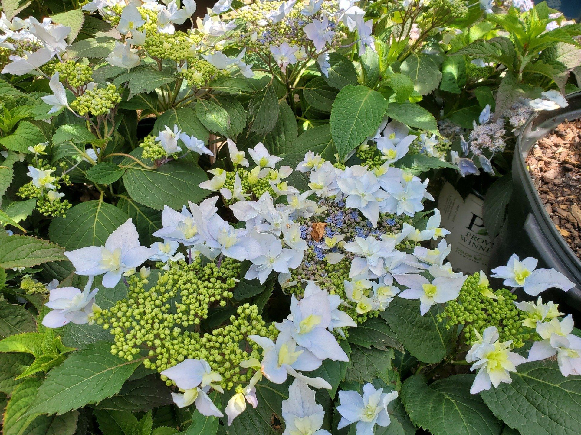 Bell Nurseries Inc Greenhouse North Haven, CT
