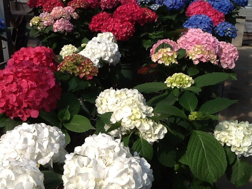 Bell Nurseries Inc Photo Gallery North Haven, CT