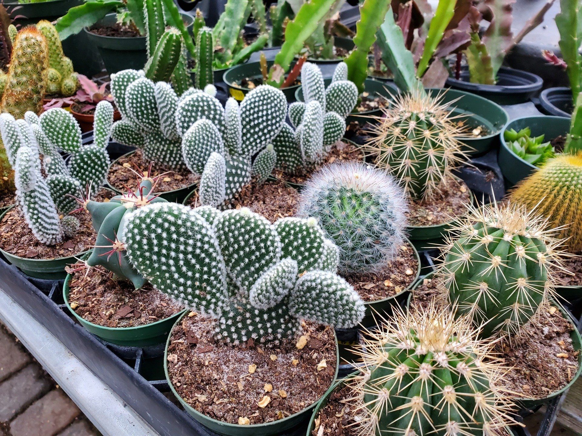 Bell Nurseries Inc Photo Gallery North Haven, CT