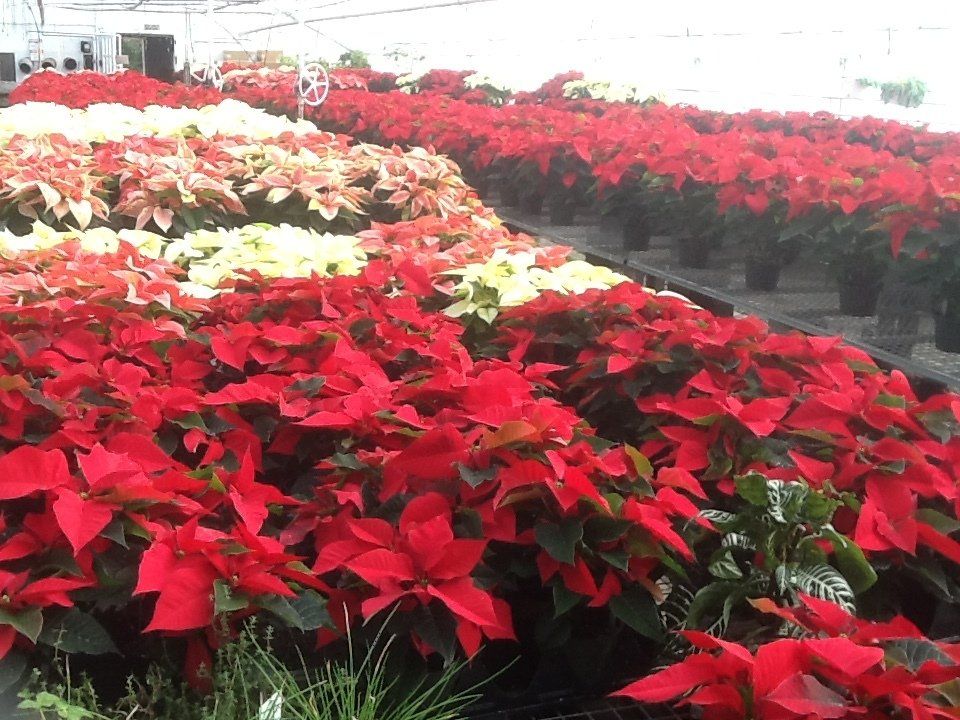 Bell Nurseries Inc Greenhouse North Haven, CT