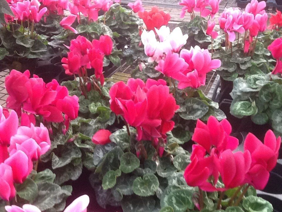 Bell Nurseries Inc Greenhouse North Haven, CT