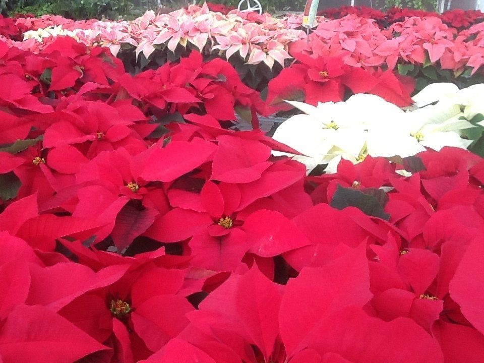 Bell Nurseries Inc Greenhouse North Haven, CT