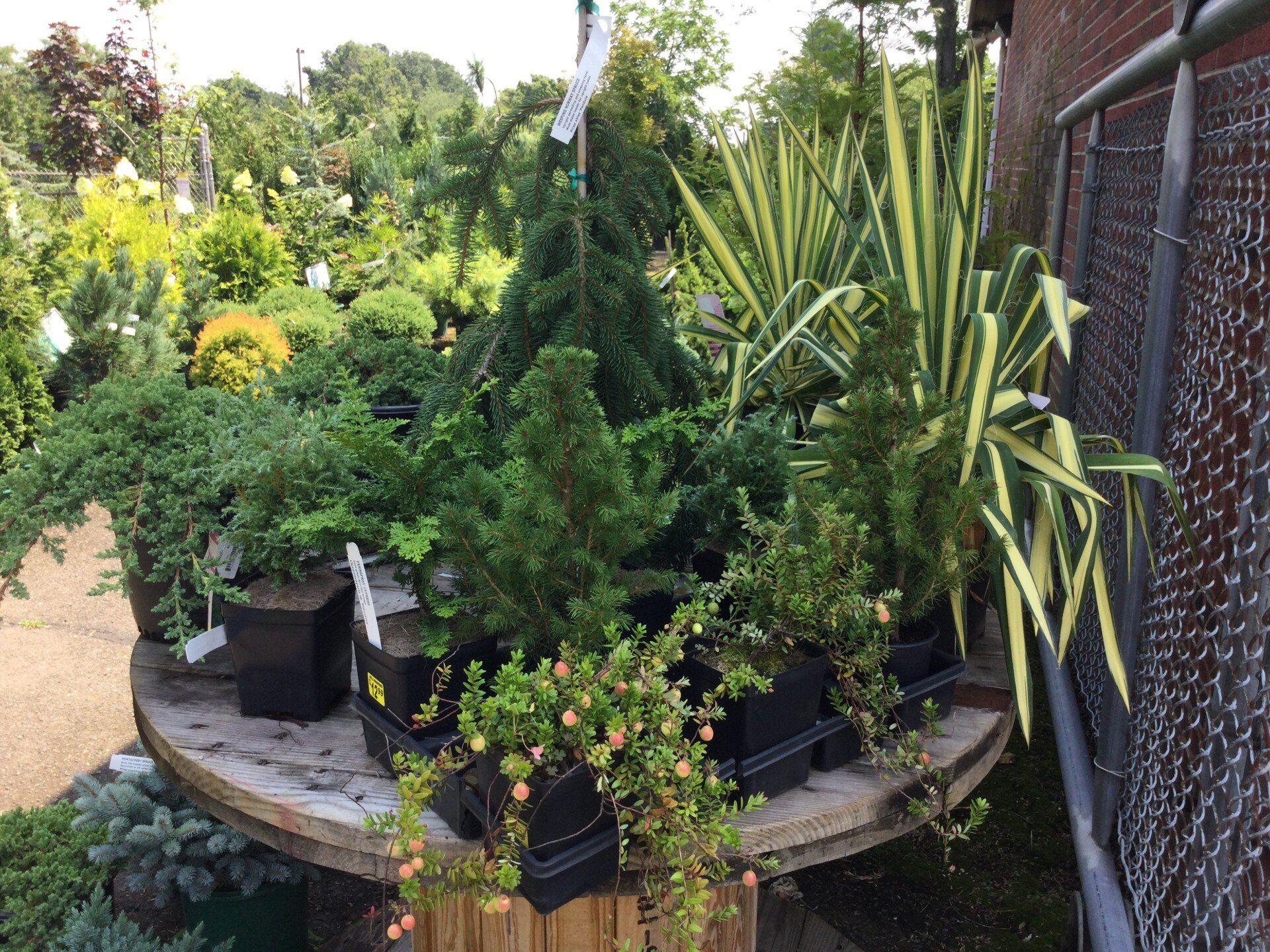 Bell Nurseries Inc Photo Gallery North Haven, CT