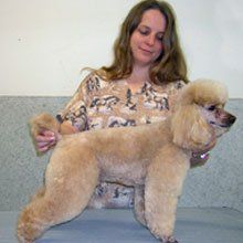 Woman with newly groomed poodle puppy