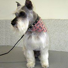 Newly groomed gray terrier