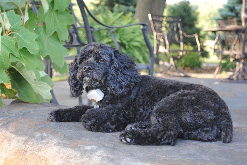 Cute dog