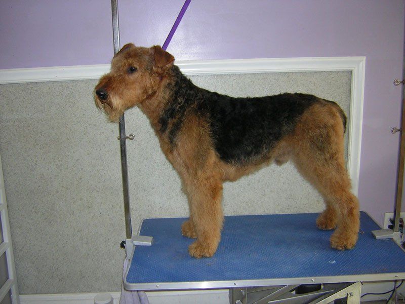 Dog grooming