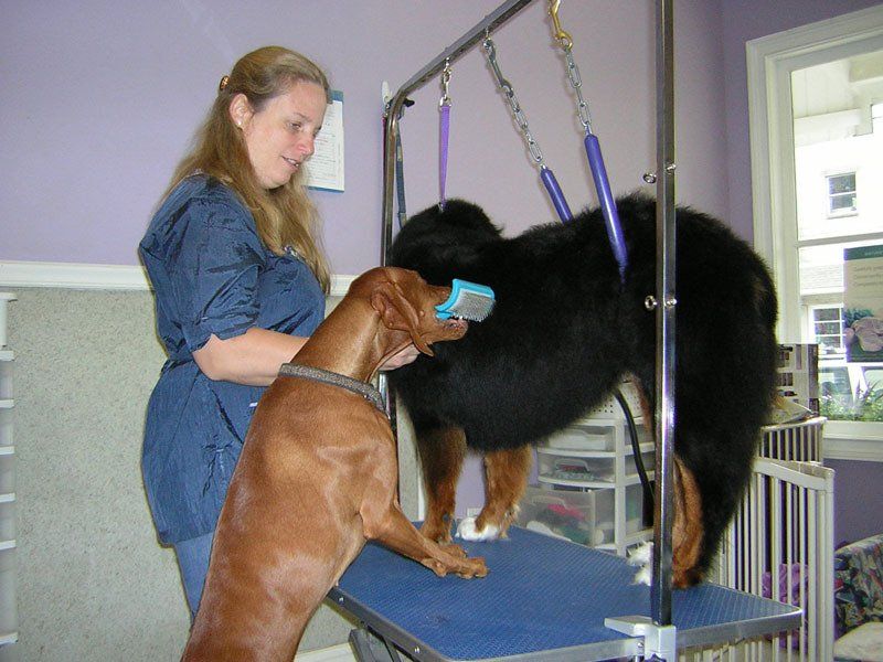 Dog grooming