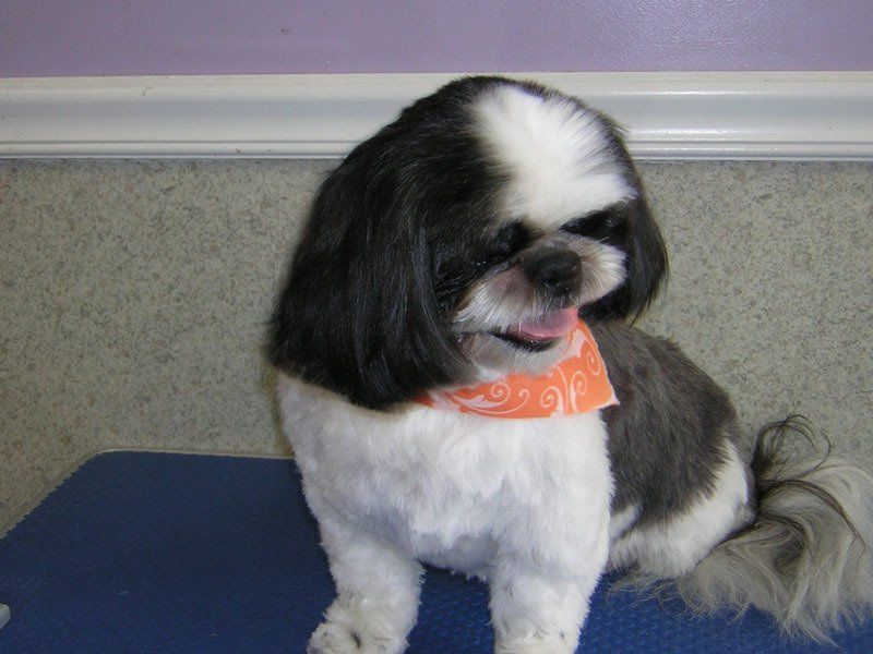 Dog grooming