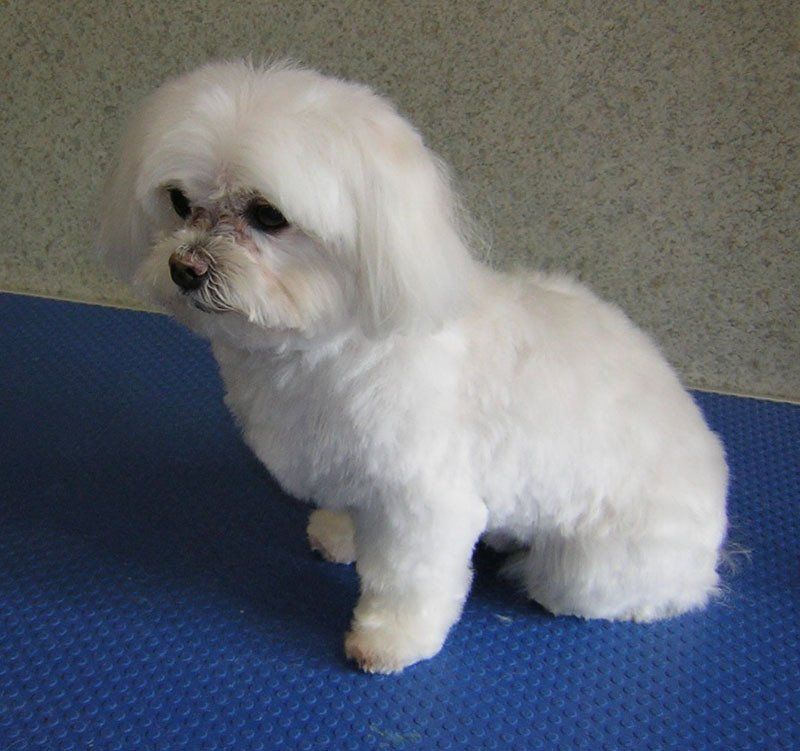Dog grooming