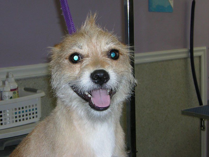 Cute dog