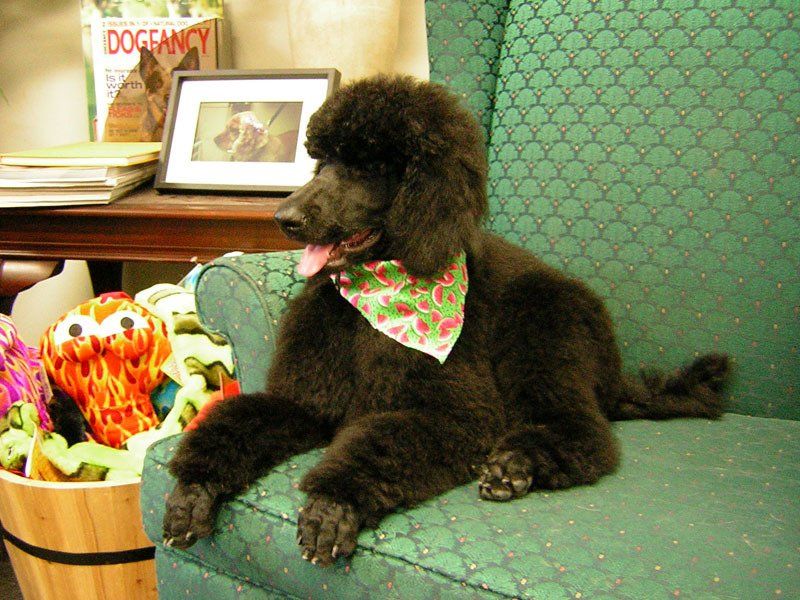 Cute dog