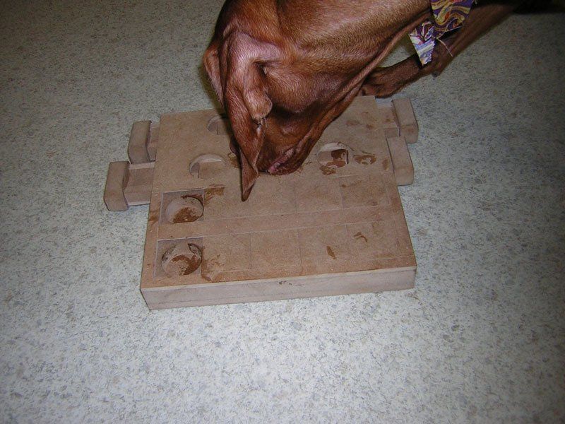 Dog eating