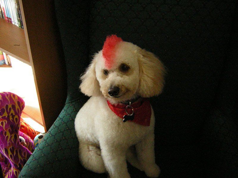 Cute dog